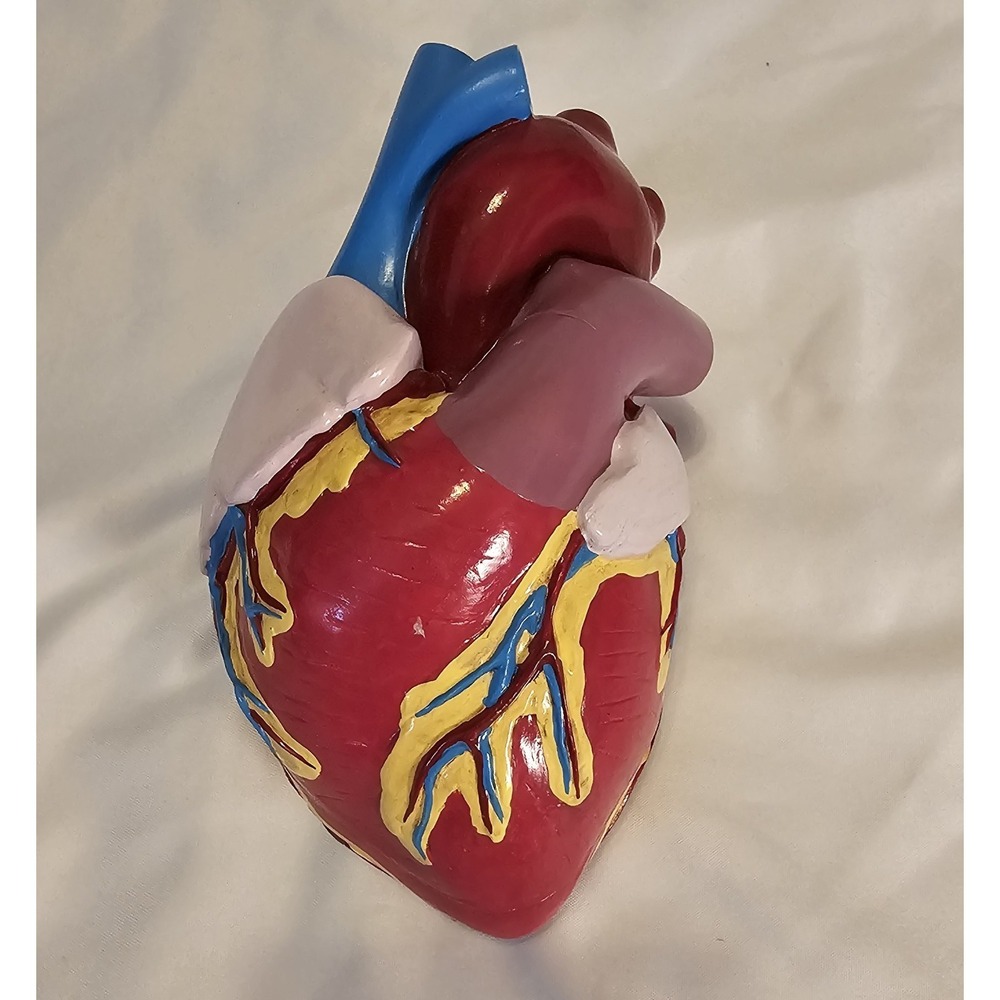 VTG 1994 GPI Anatomicals Heart Model 2 Pieces Colors
